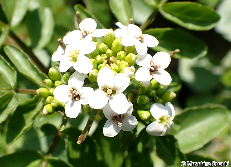 クレソン（オランダガラシ） Nasturtium officinale
