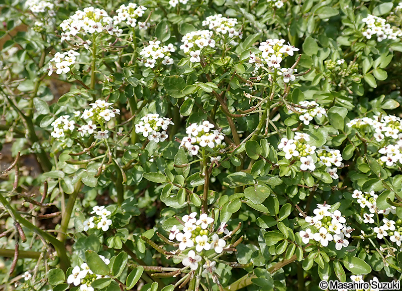 クレソン（オランダガラシ） Nasturtium officinale
