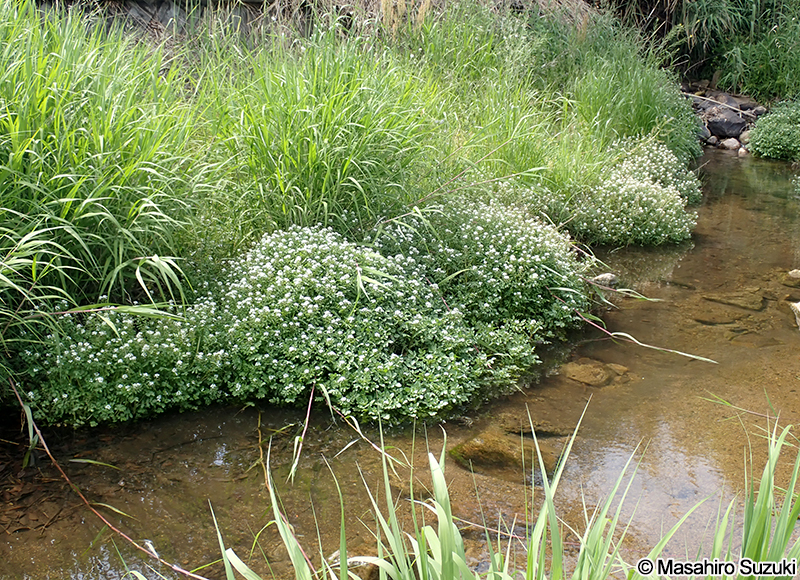 クレソン（オランダガラシ） Nasturtium officinale