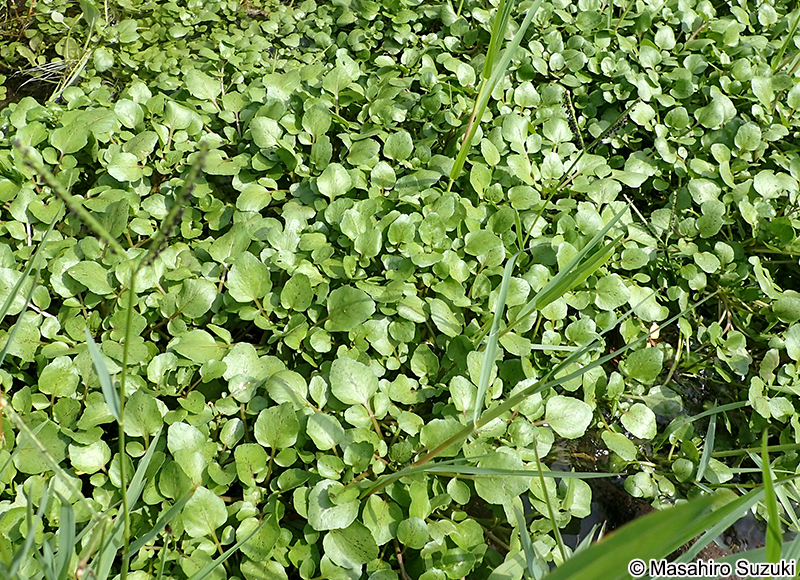 クレソン（オランダガラシ） Nasturtium officinale