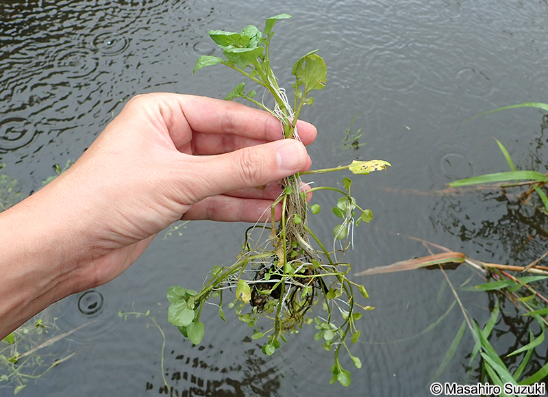 クレソン（オランダガラシ） Nasturtium officinale