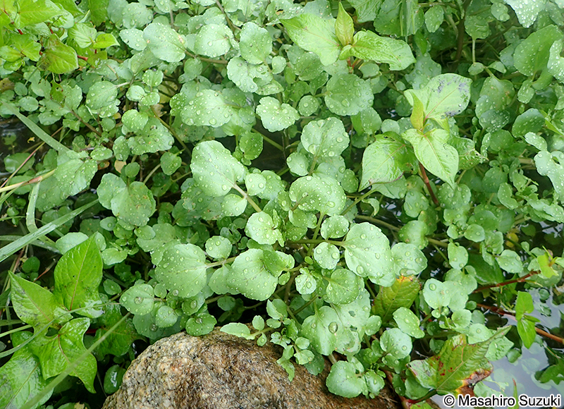 クレソン（オランダガラシ） Nasturtium officinale