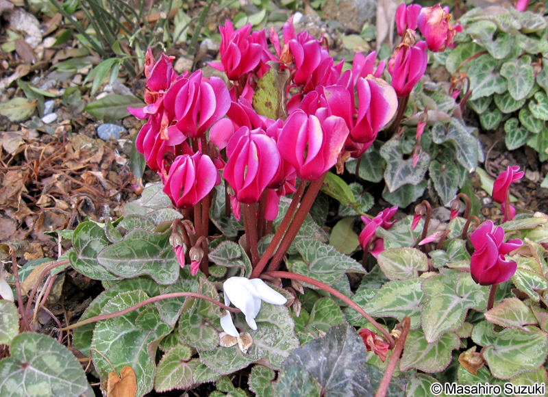 シクラメン Cyclamen persicum