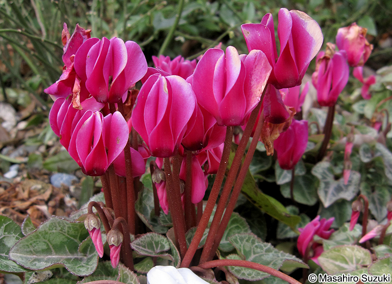 シクラメン Cyclamen persicum