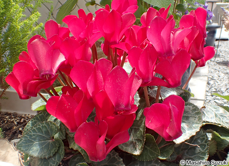 シクラメン Cyclamen persicum