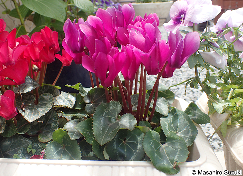 シクラメン Cyclamen persicum