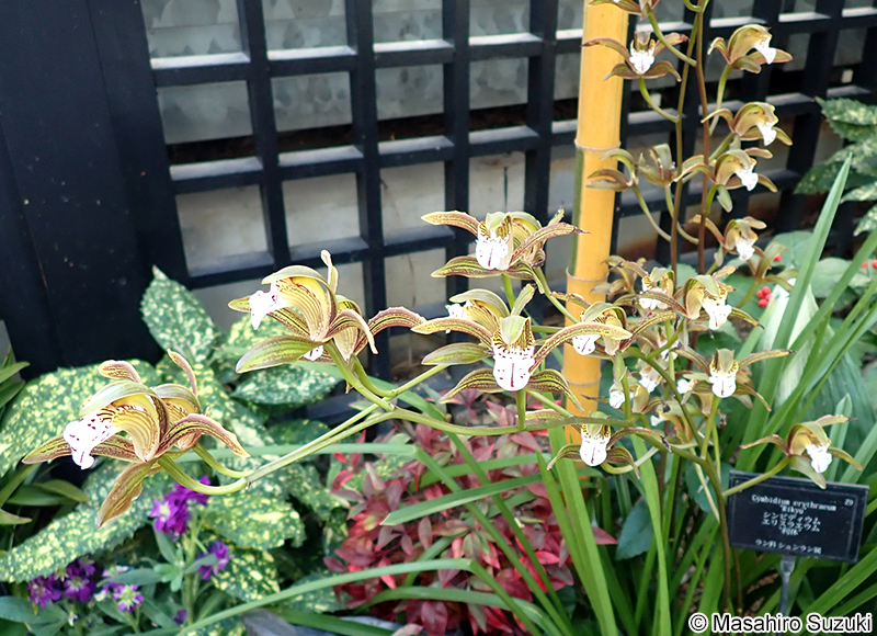 Cymbidium erythraeum