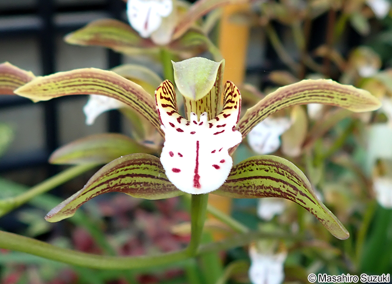 Cymbidium erythraeum