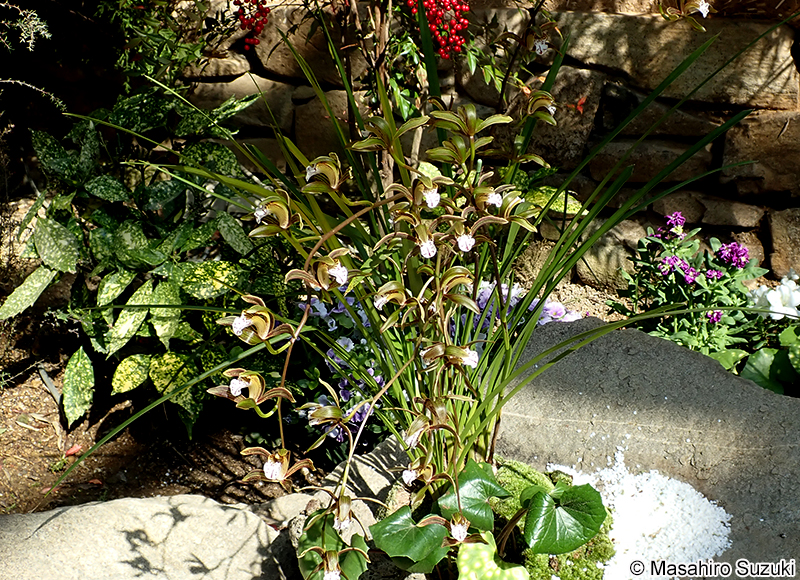 Cymbidium erythraeum