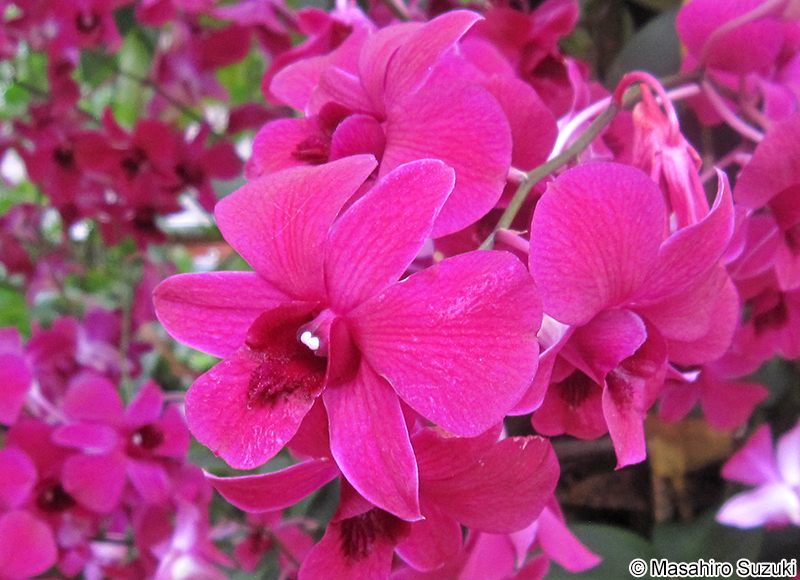 シンビディウム Cymbidium