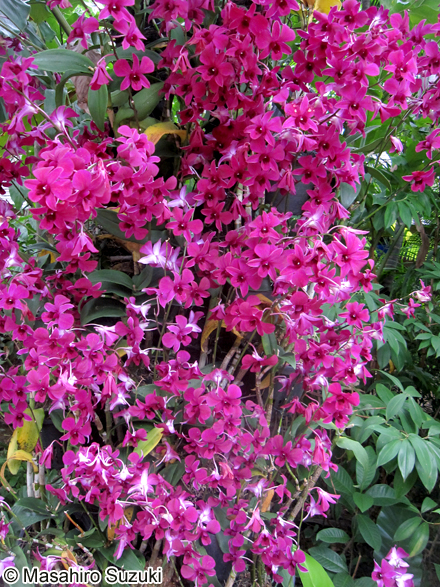 シンビディウム Cymbidium