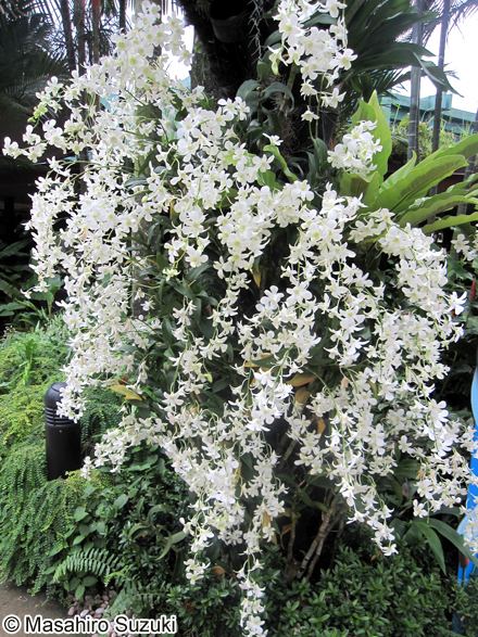 シンビディウム Cymbidium