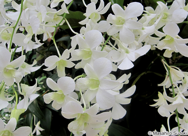 シンビディウム Cymbidium