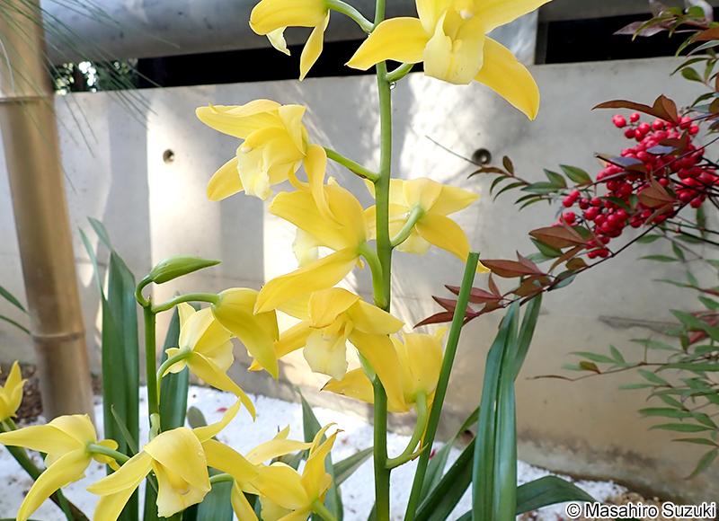 シンビディウム Cymbidium