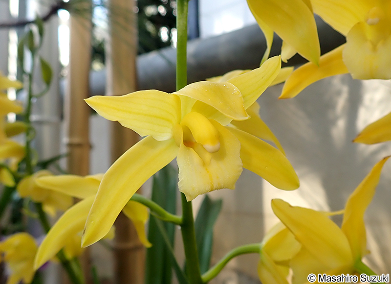 シンビディウム Cymbidium