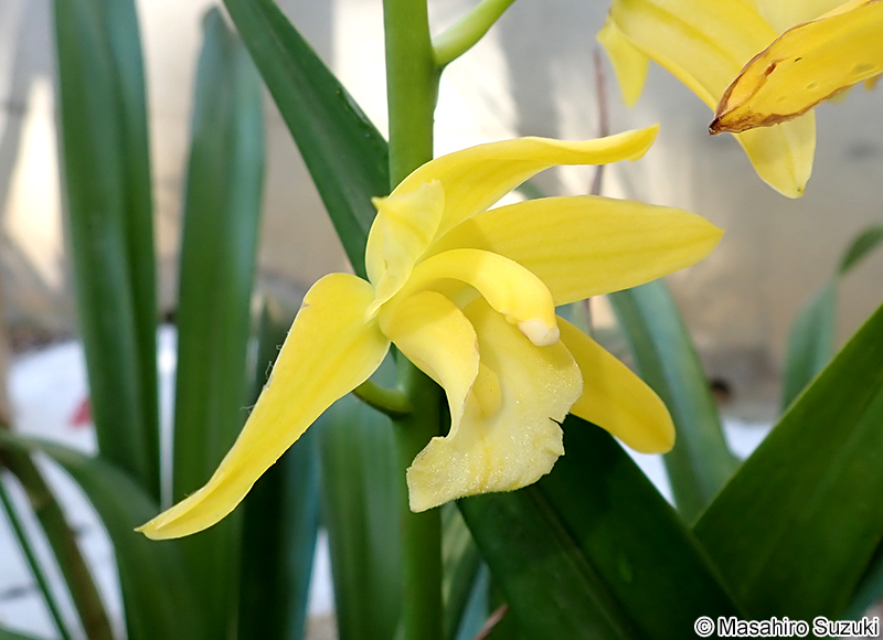 シンビディウム Cymbidium