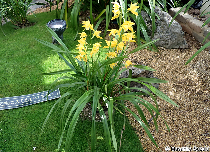 シンビディウム Cymbidium