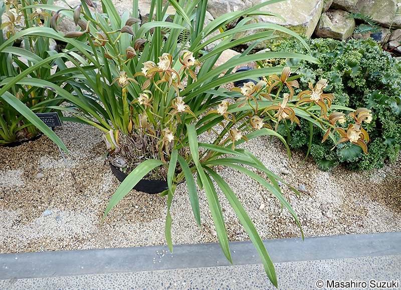 Cymbidium tracyanum