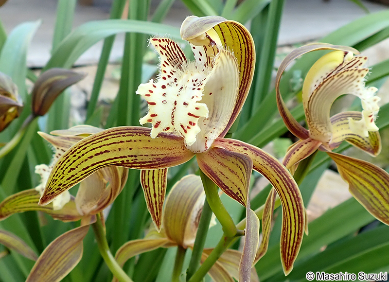Cymbidium tracyanum