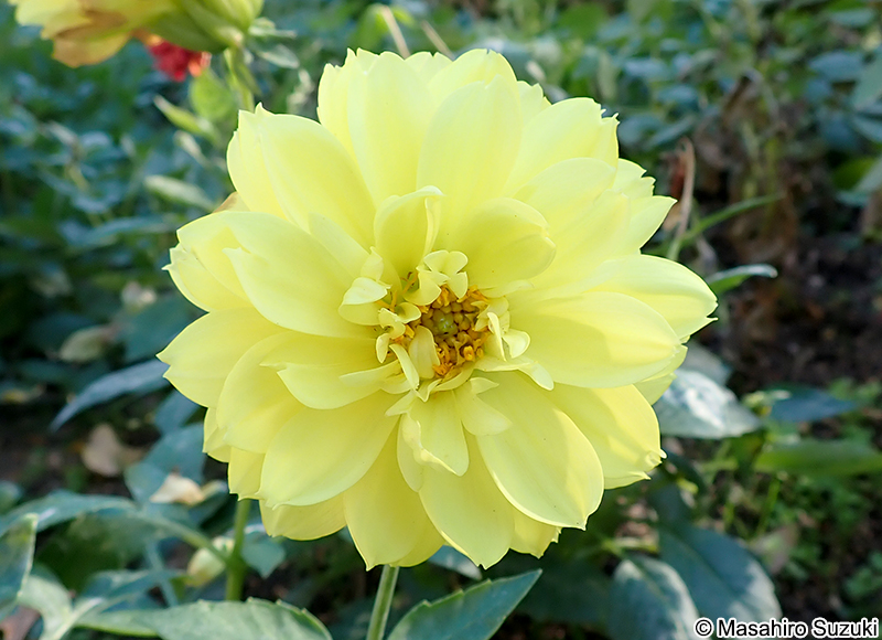 ダリア Dahlia
