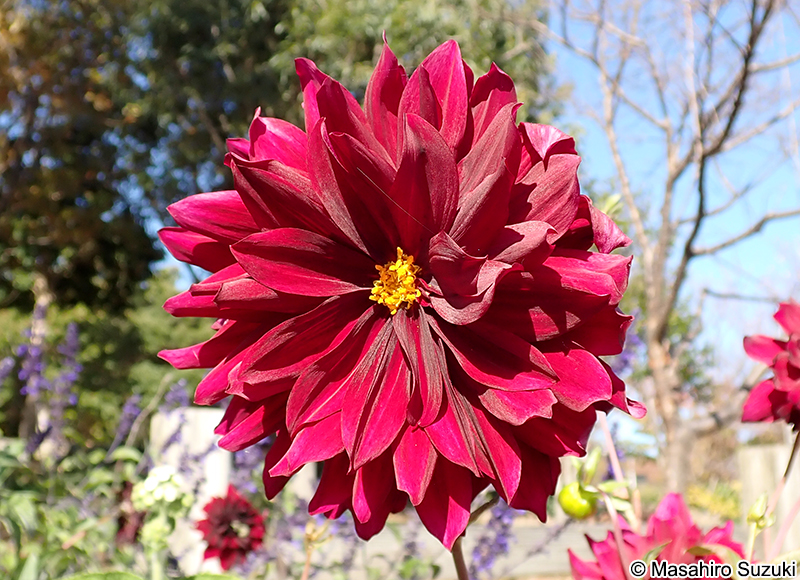 ダリア Dahlia