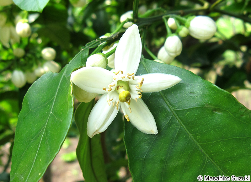 ダイダイ Citrus aurantium