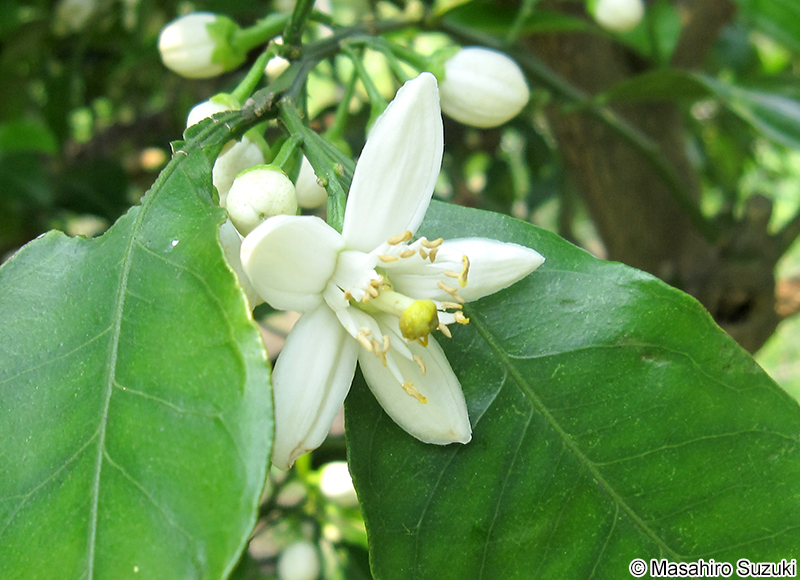 ダイダイ Citrus aurantium