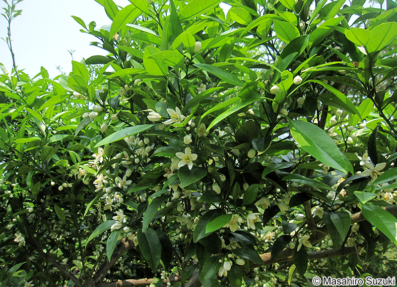 ダイダイ Citrus aurantium