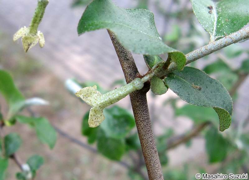 ダイオウグミ Elaeagnu multiflora var. gigantea