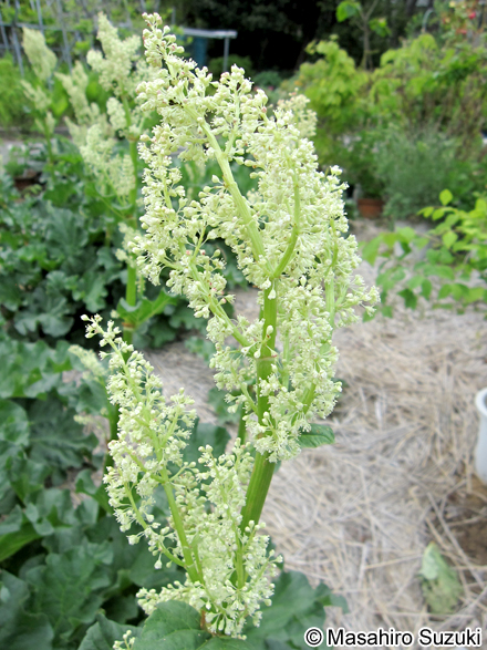 ダイオウ属の1種 Rheum sp.