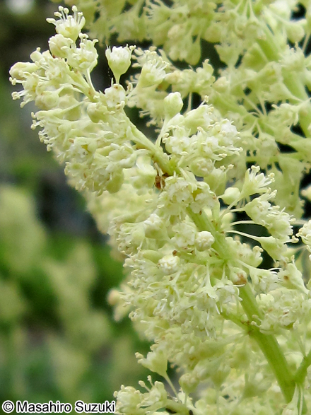 ダイオウ属の1種 Rheum sp.