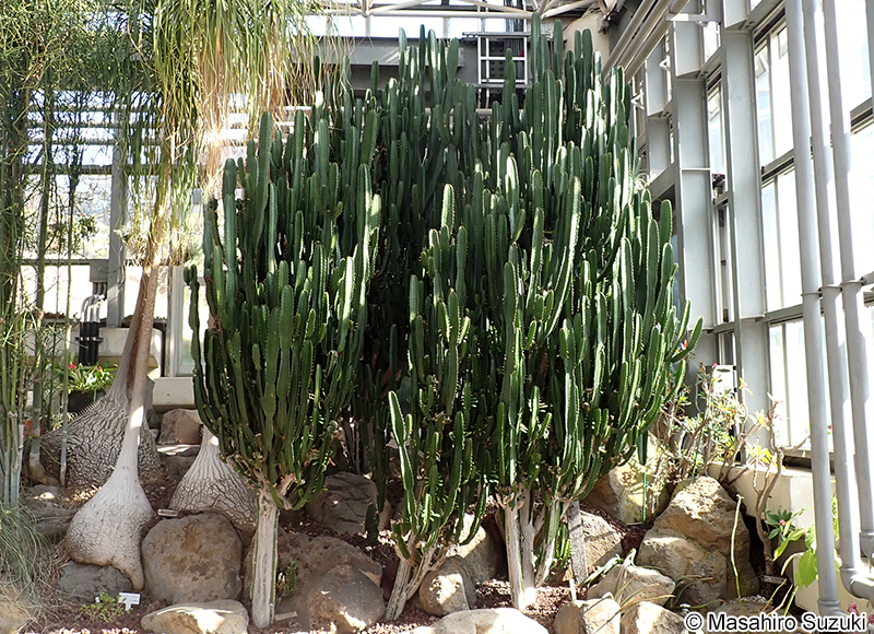 ダイウンカク Euphorbia sp.