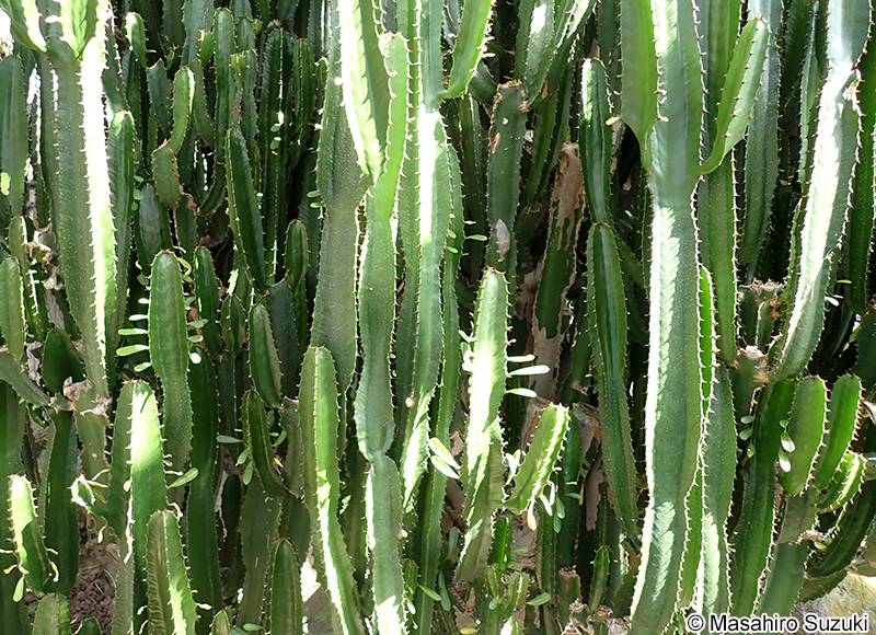 ダイウンカク Euphorbia sp.
