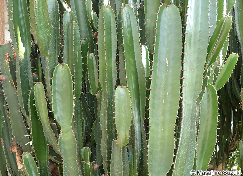 ダイウンカク Euphorbia sp.