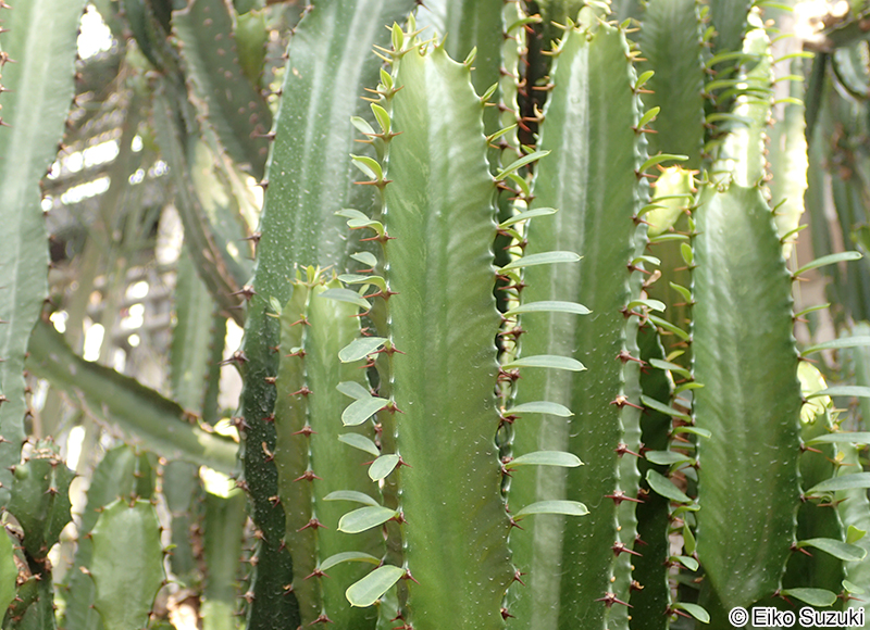 ダイウンカク Euphorbia sp.