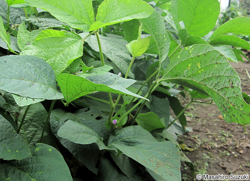 ダイズ Glycine max