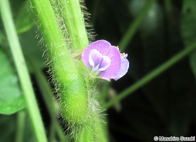 ダイズの花