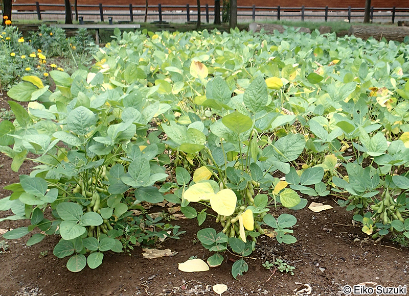 ダイズ Glycine max