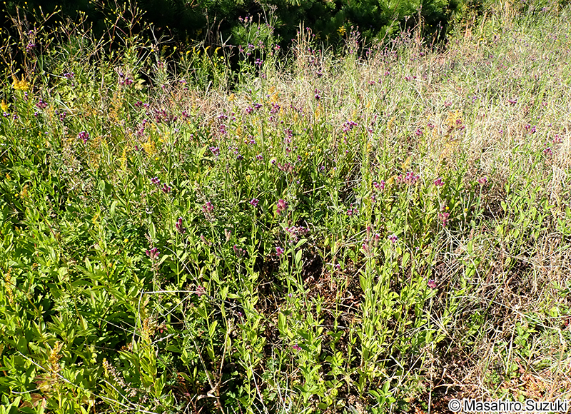 ダキバアレチハナガサ Verbena incompta