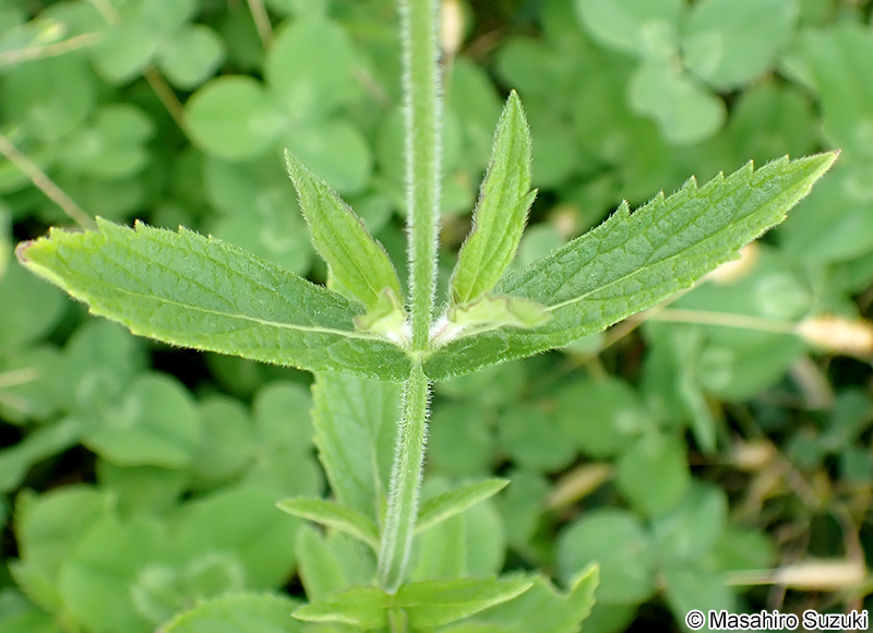 ダキバアレチハナガサ Verbena incompta