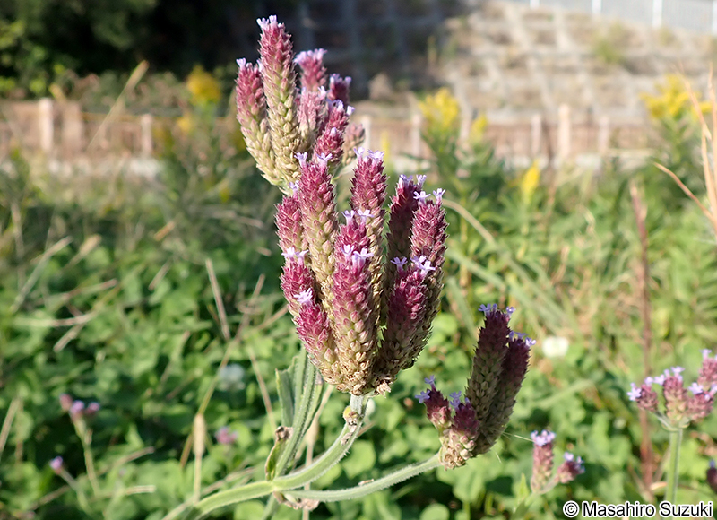 ダキバアレチハナガサ Verbena incompta