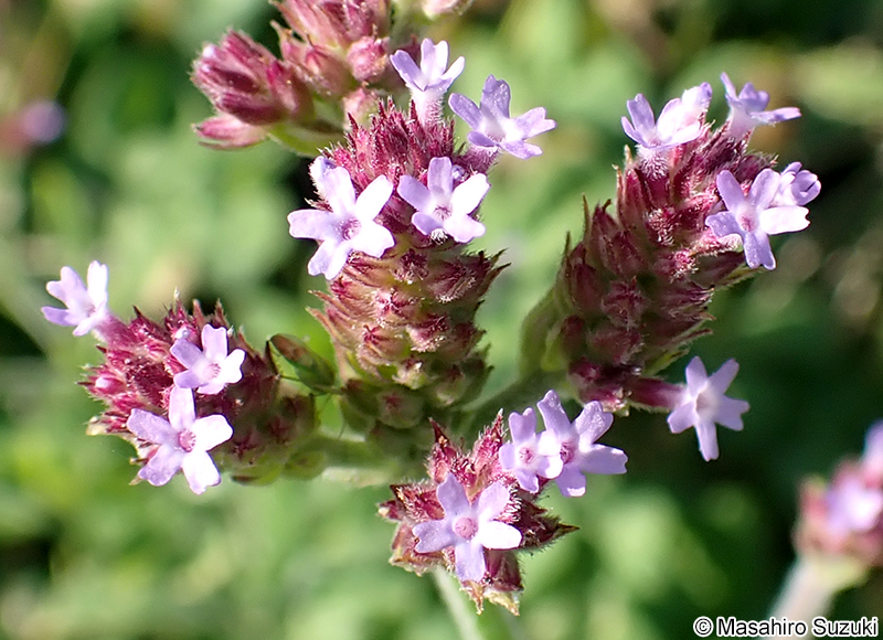 ダキバアレチハナガサの花