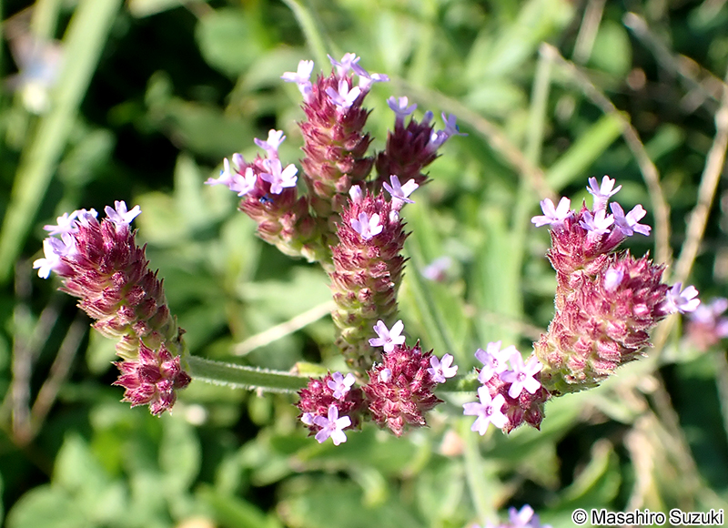 ダキバアレチハナガサの花