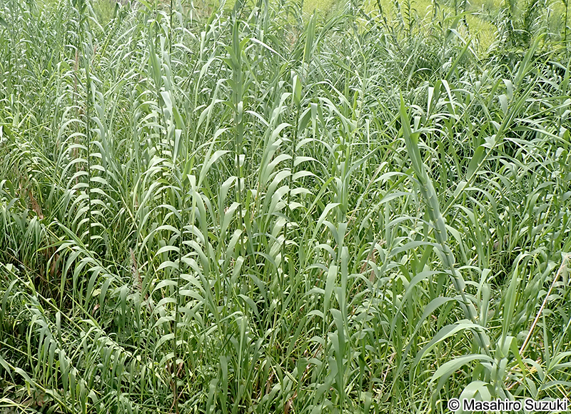 ダンチク Arundo donax