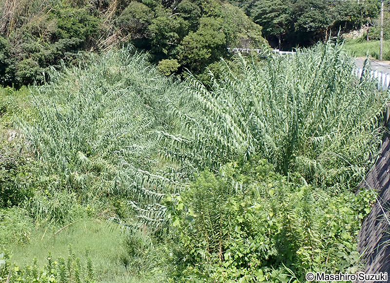 ダンチク Arundo donax
