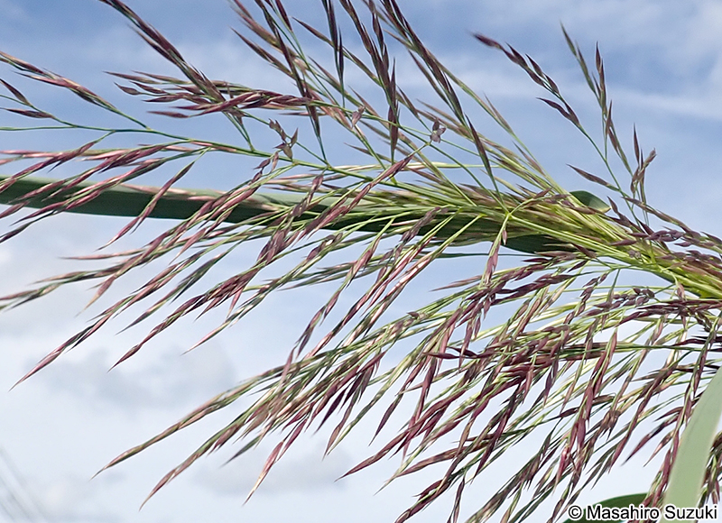 ダンチクの花穂
