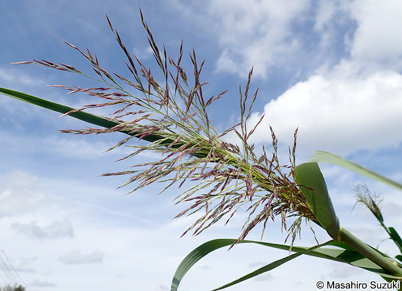 ダンチク Arundo donax
