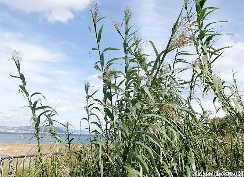 ダンチク Arundo donax