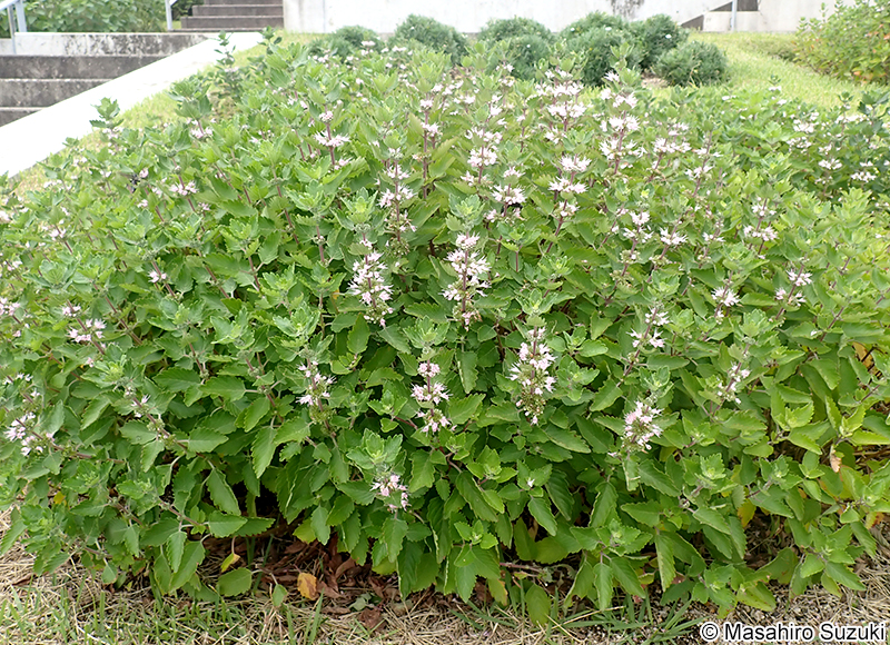 ダンギク Caryopteris incana