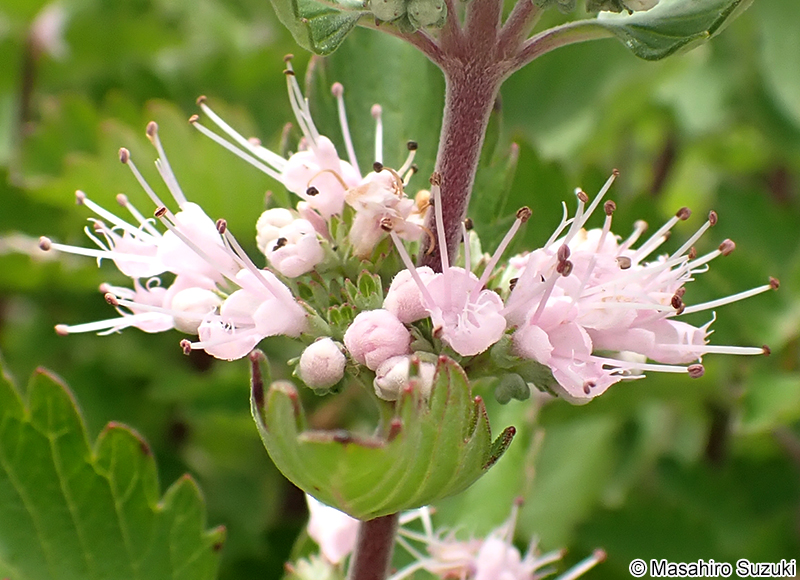 ダンギク Caryopteris incana